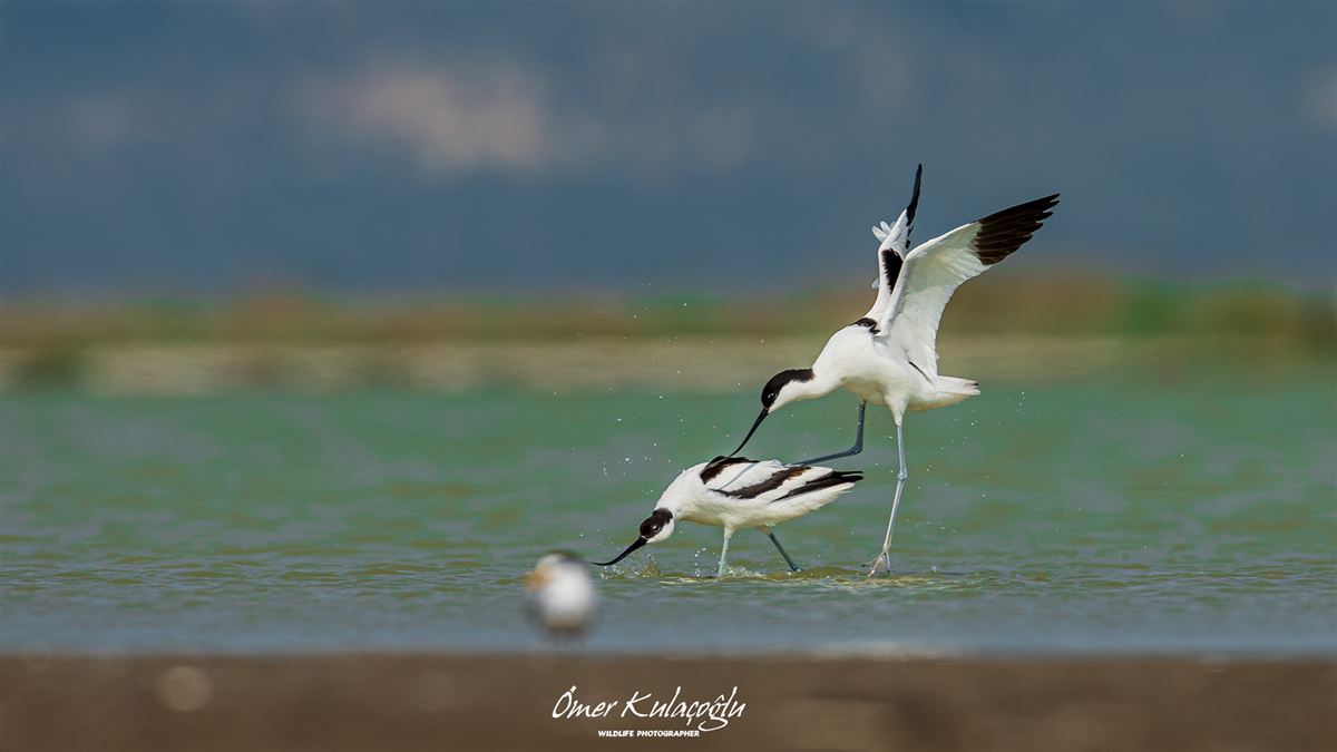 Pied Avocet