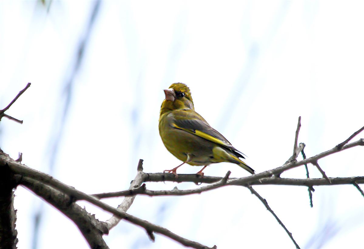 European Greenfinch