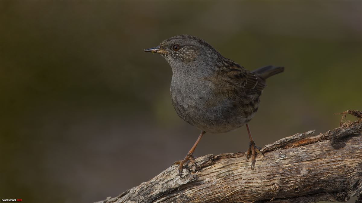 Dunnock