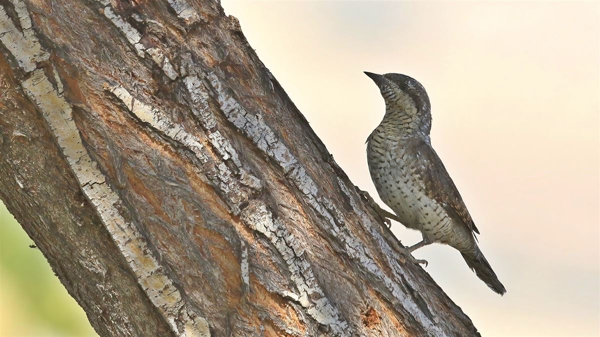 Eurasian Wryneck