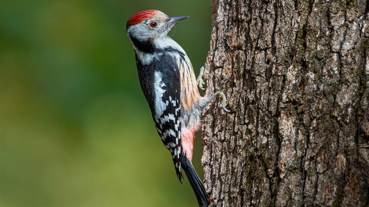 Middle Spotted Woodpecker