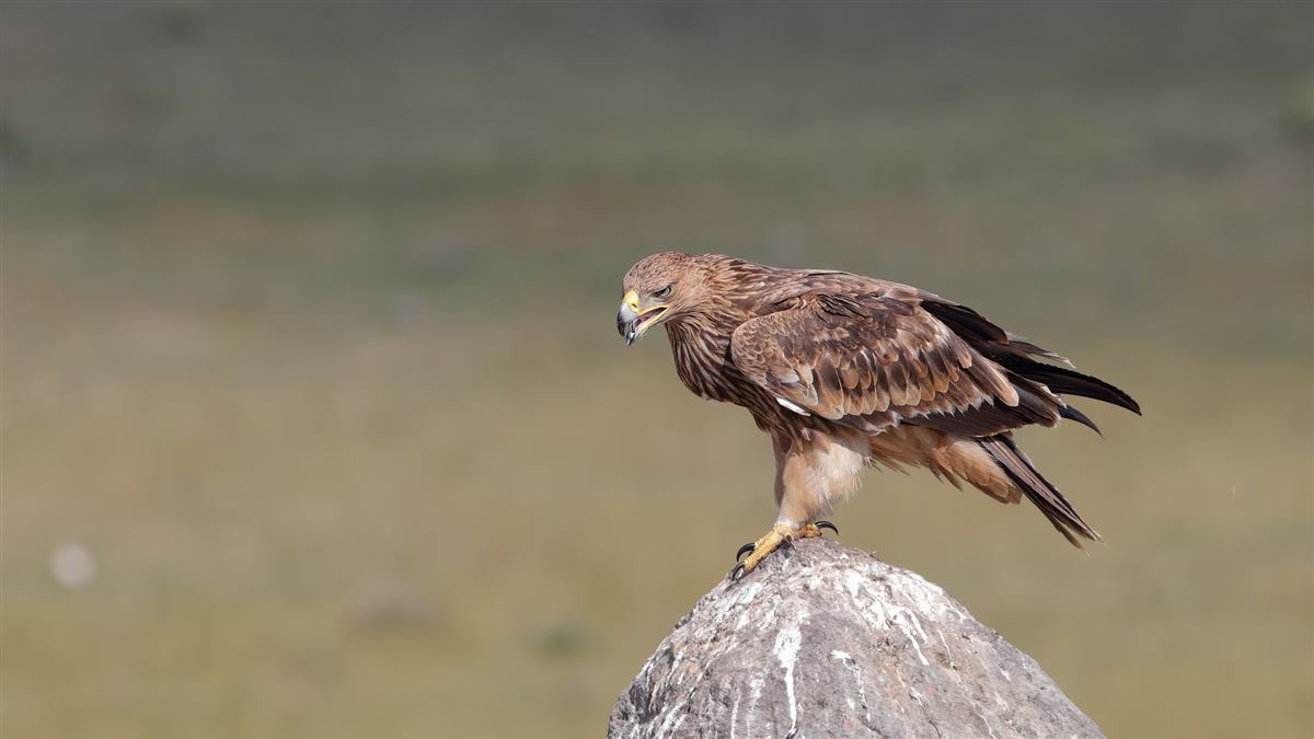 Eastern Imperial Eagle