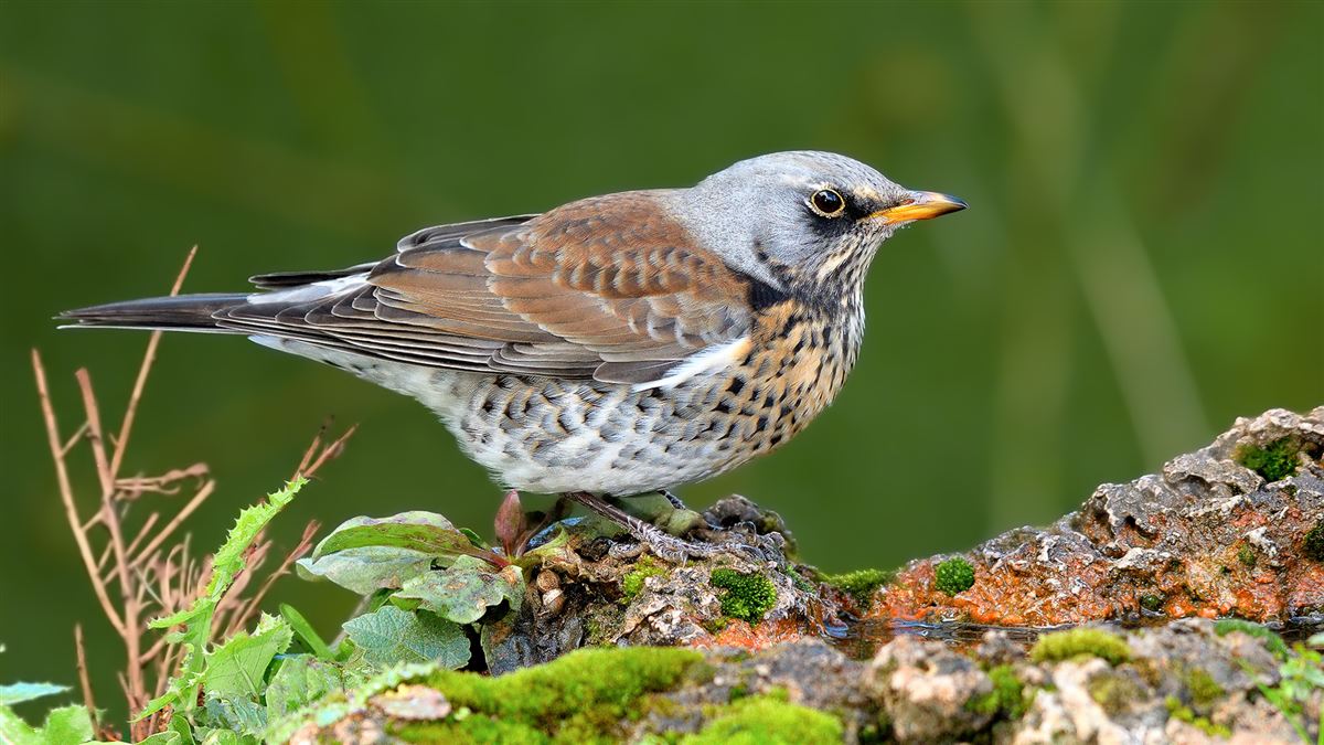 Fieldfare