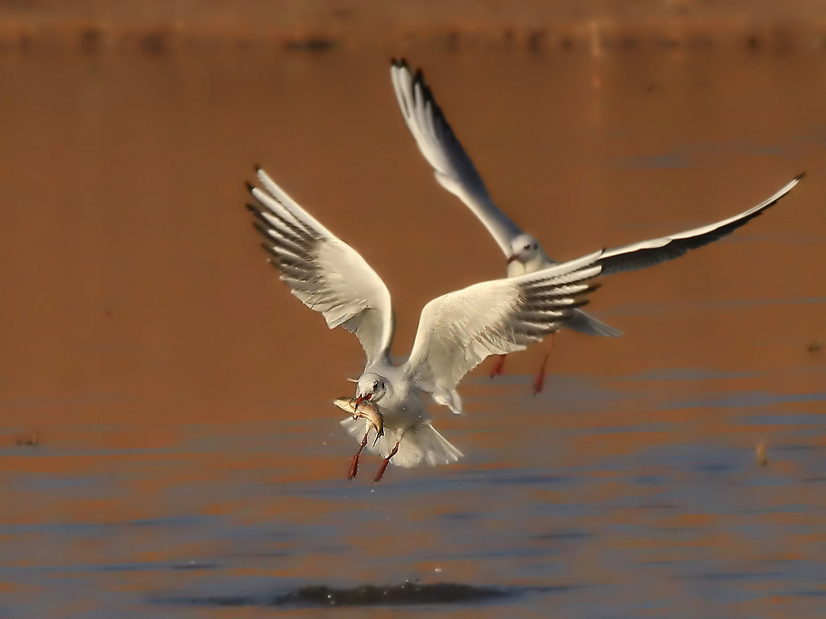 Black-headed Gull