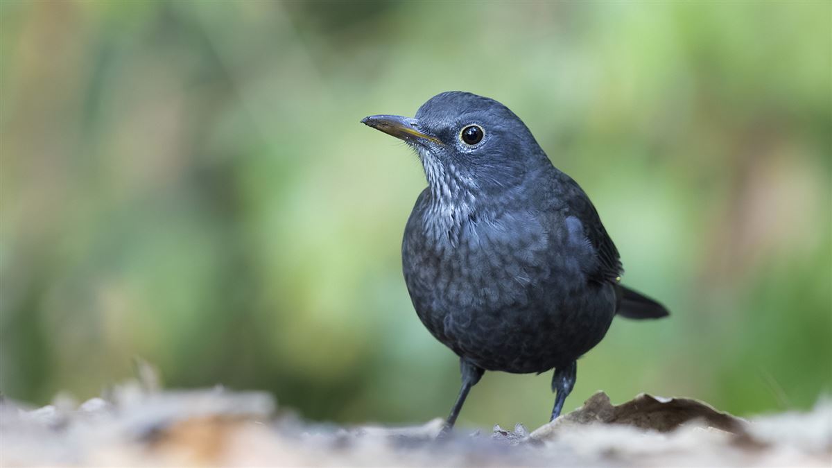 Common Blackbird