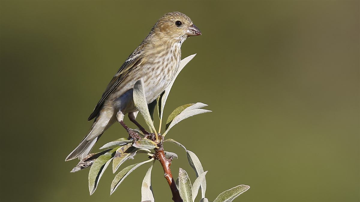 Common Rosefinch