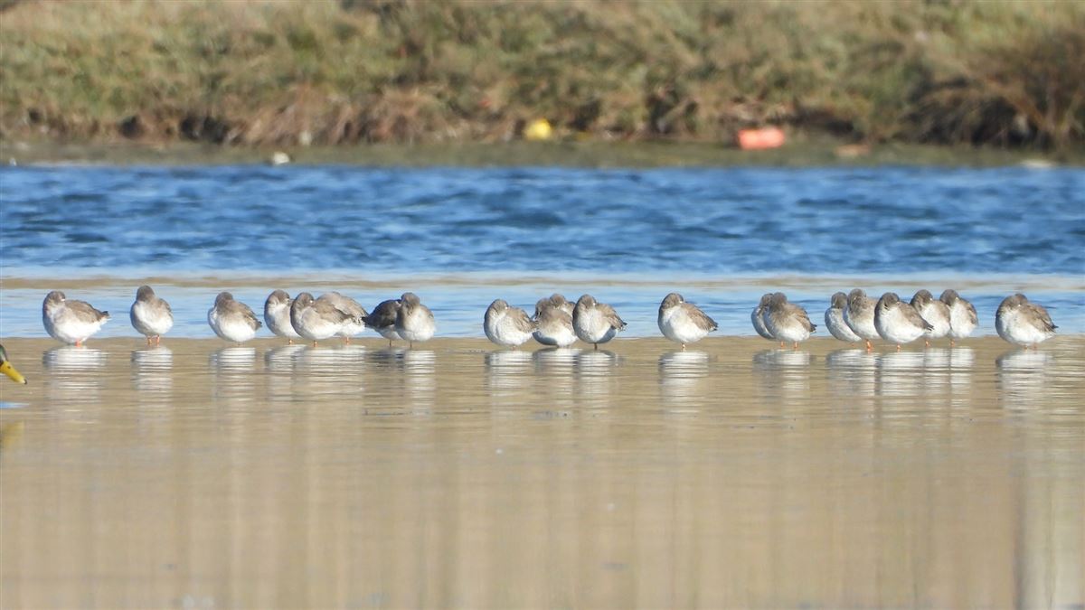 Common Redshank