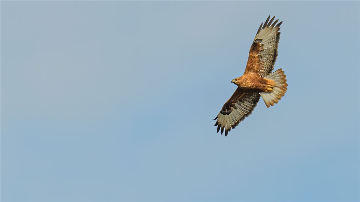 Long-legged Buzzard