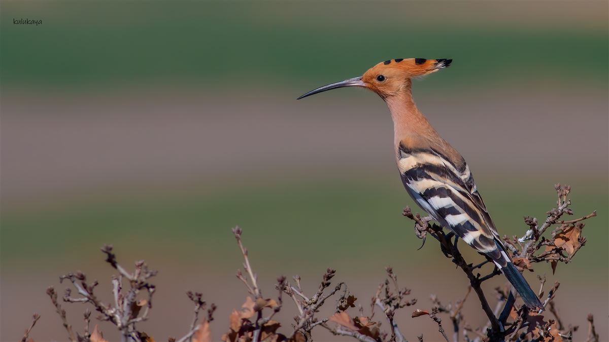 Eurasian Hoopoe