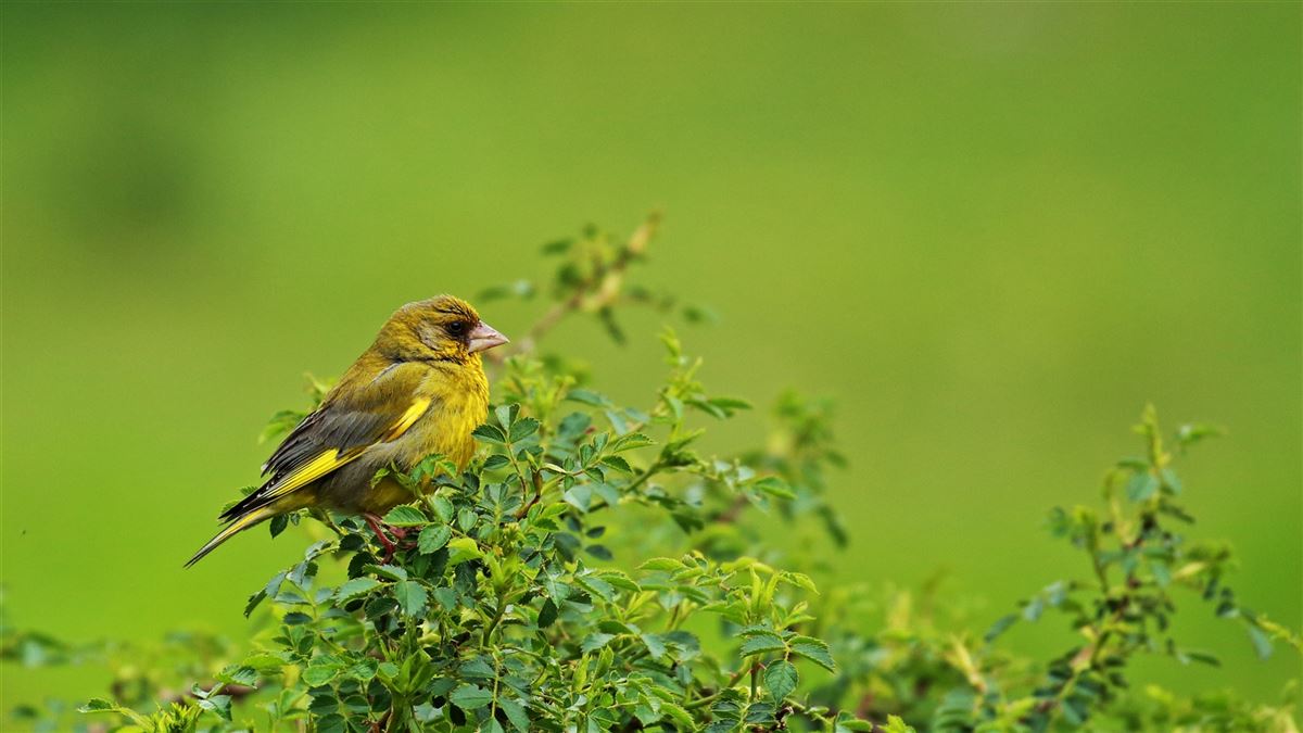 European Greenfinch