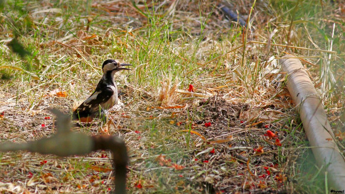 Syrian Woodpecker