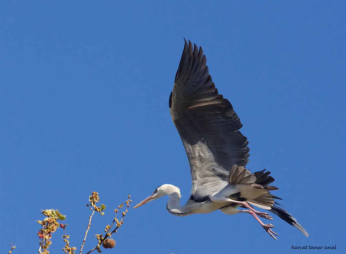 Grey Heron