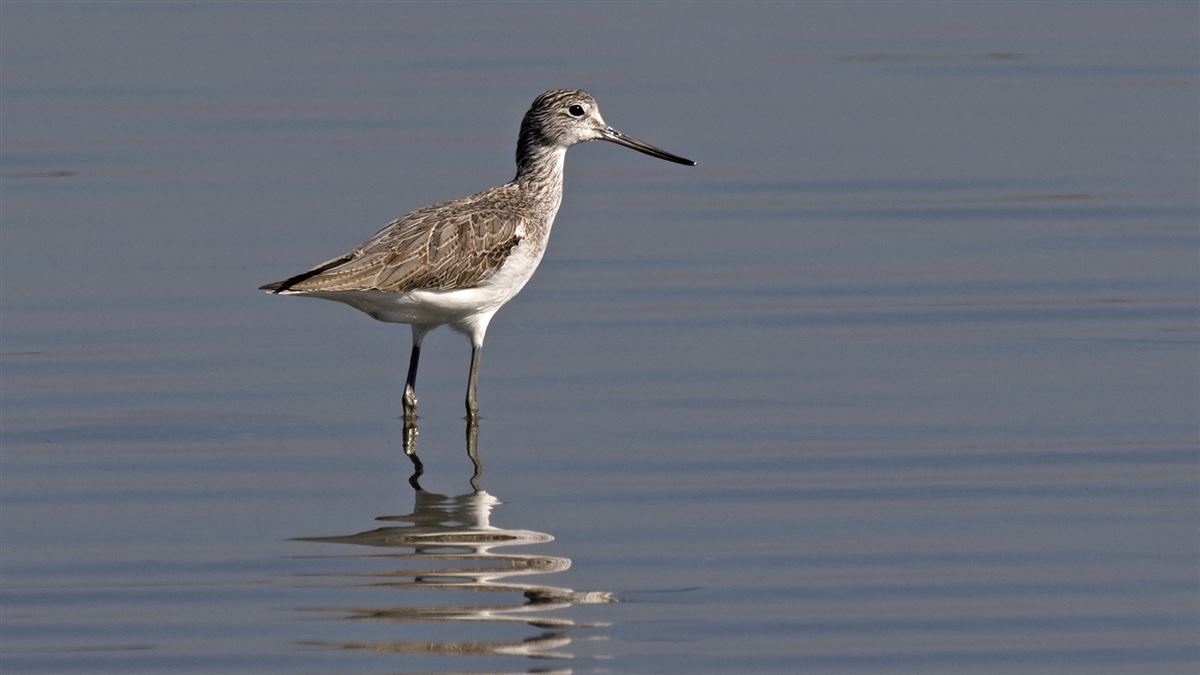 Common Greenshank