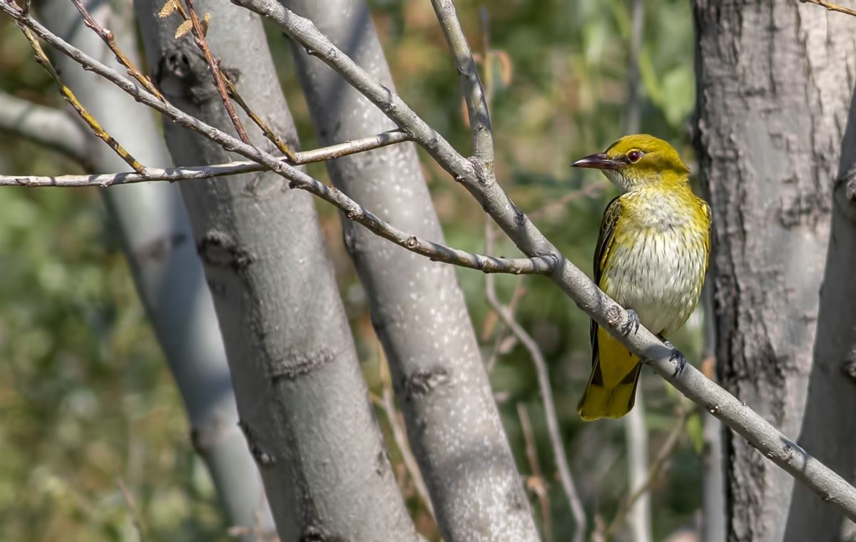 Eurasian Golden Oriole