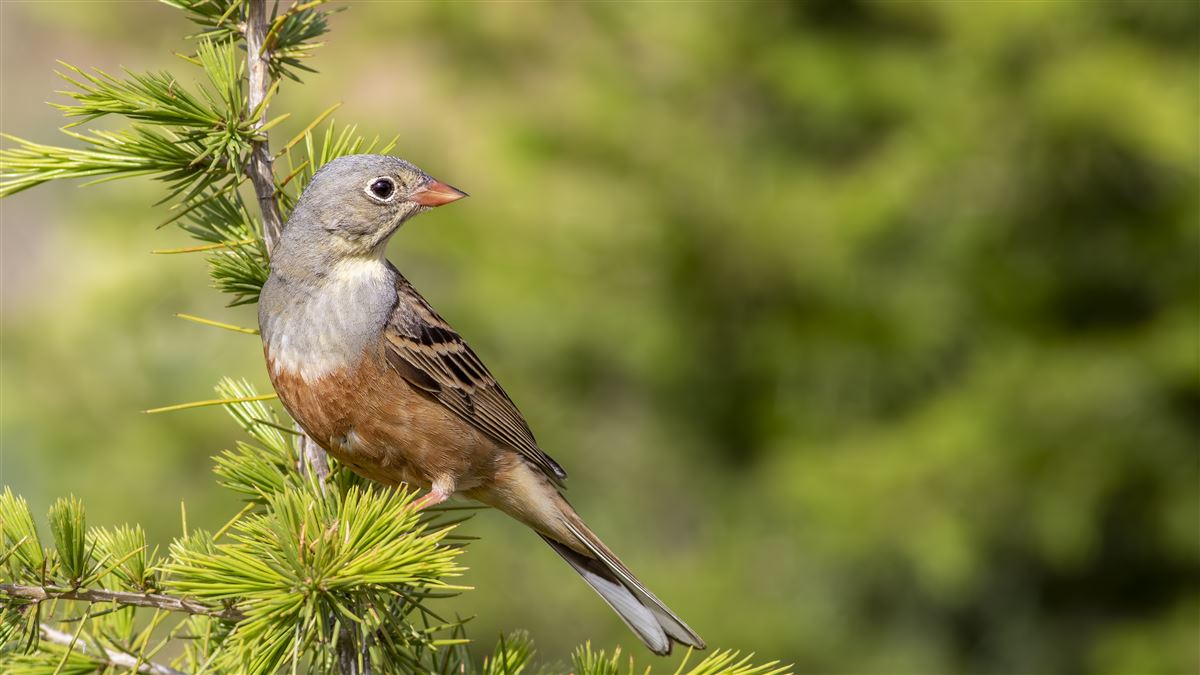 Ortolan Bunting