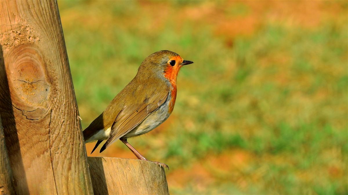 European Robin