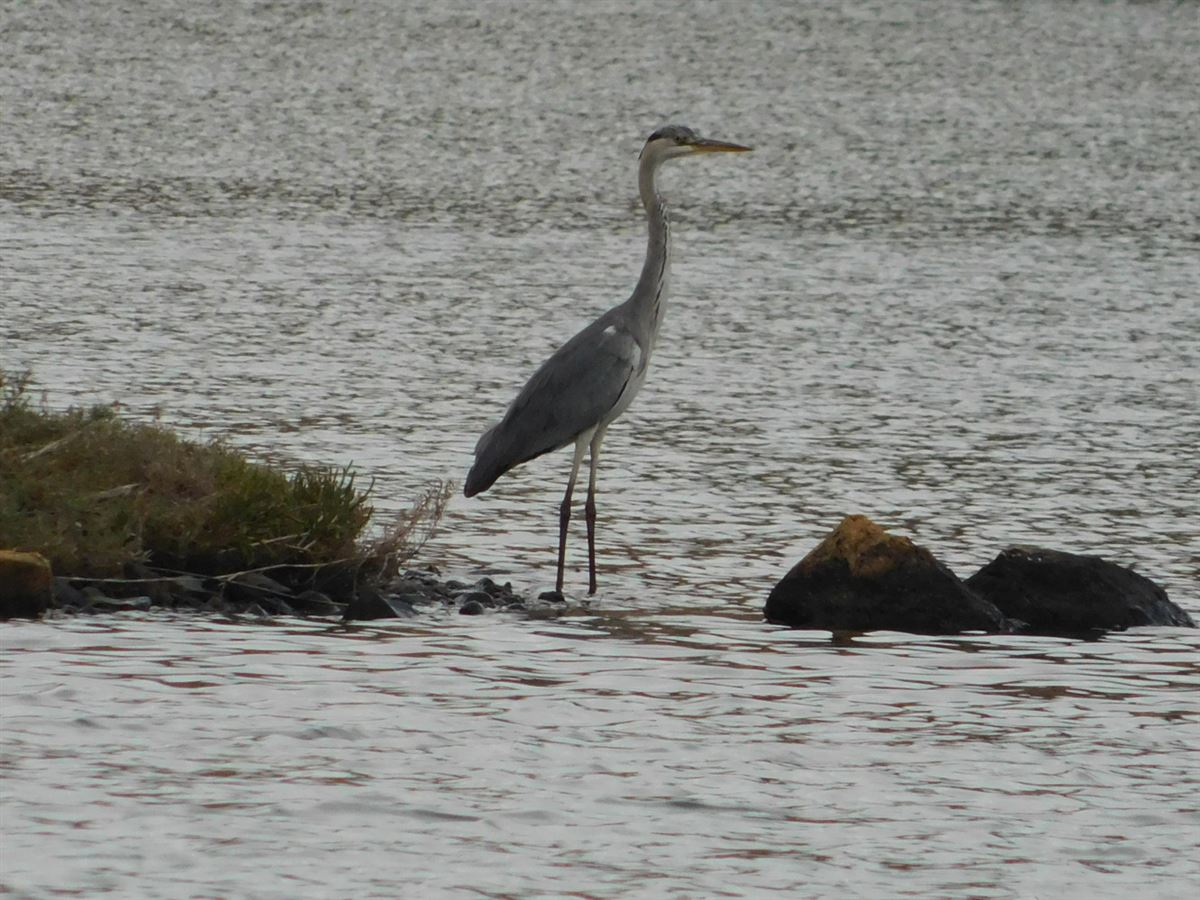 Grey Heron