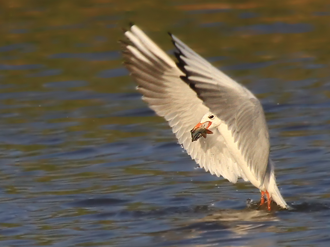 Black-headed Gull