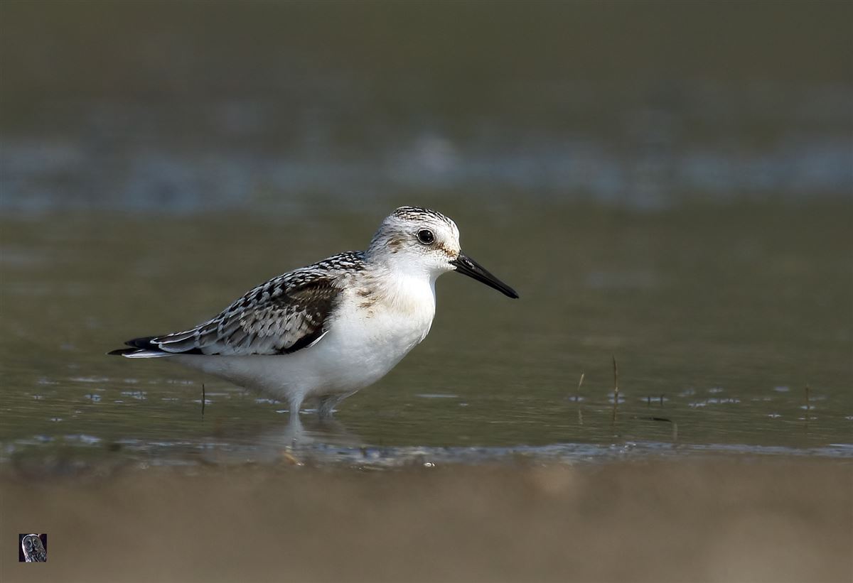 Sanderling