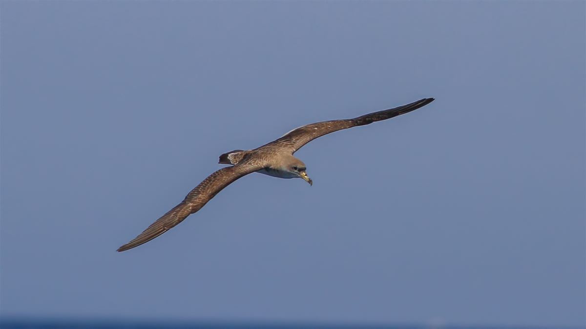 Scopoli`s Shearwater