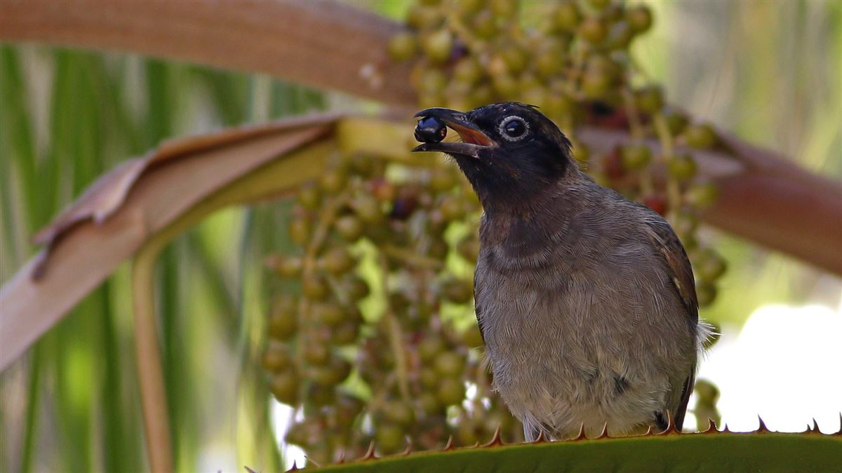 White-spectacled Bulbul
