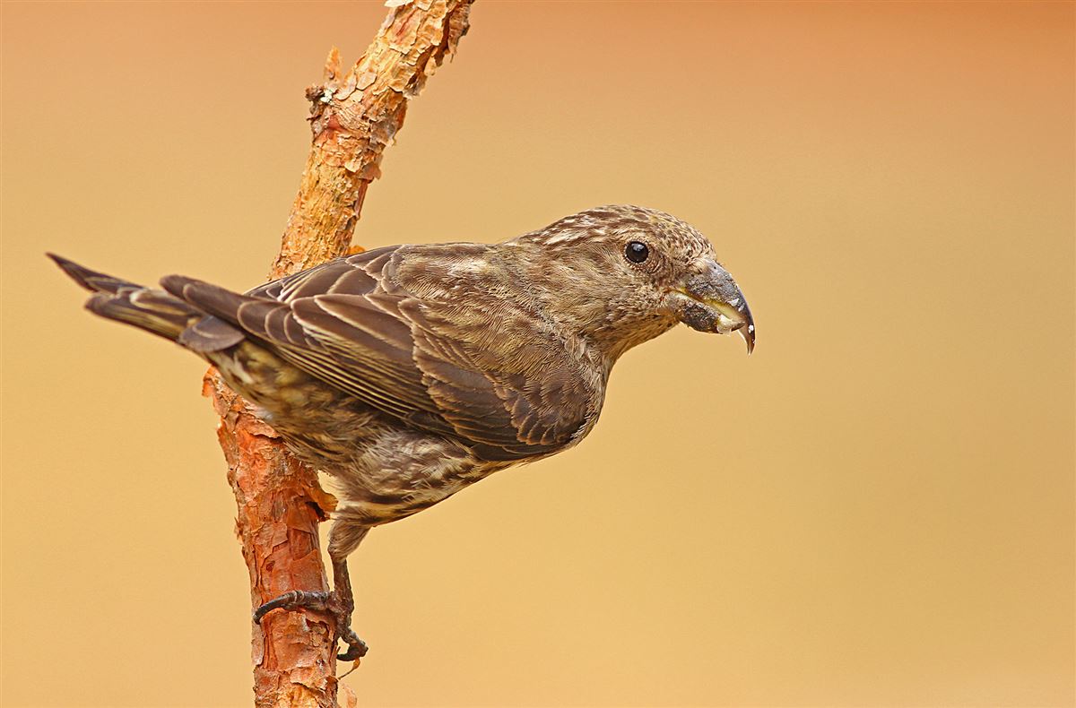 Red Crossbill