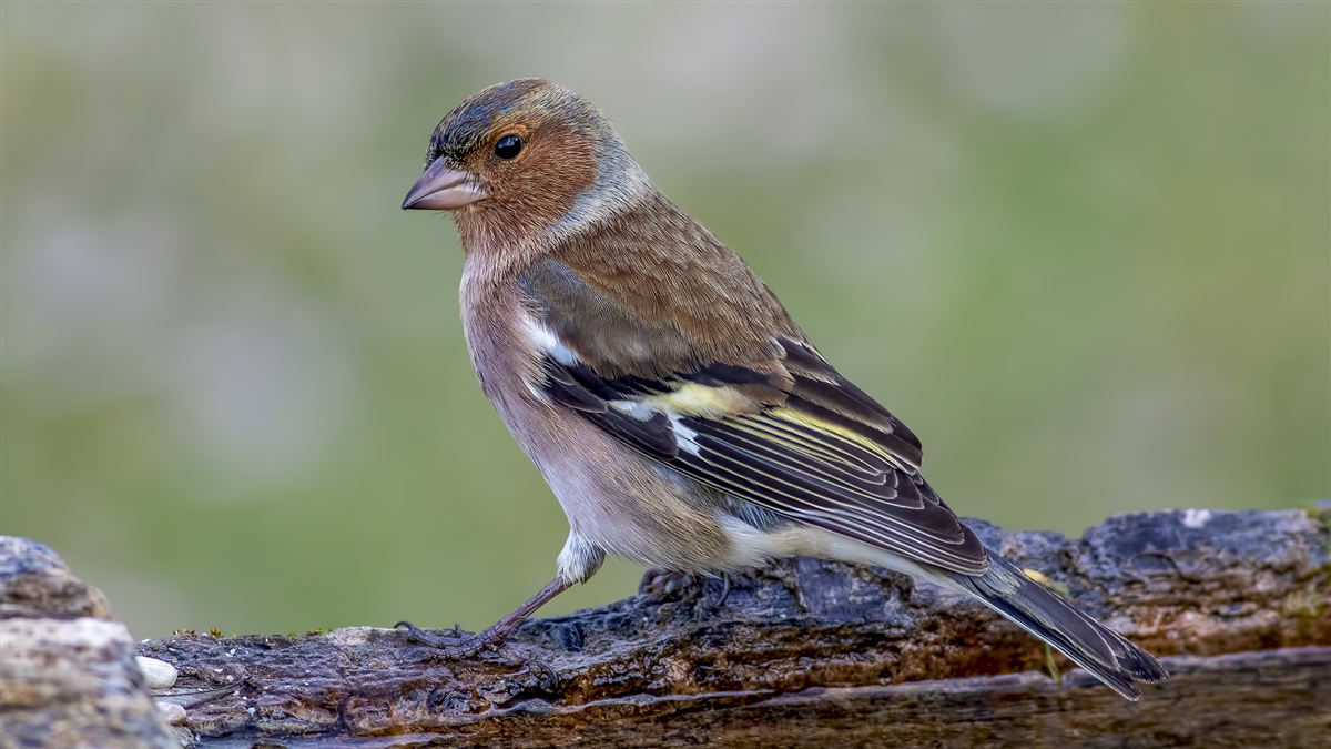 Eurasian Chaffinch