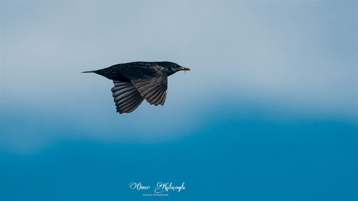 Common Starling