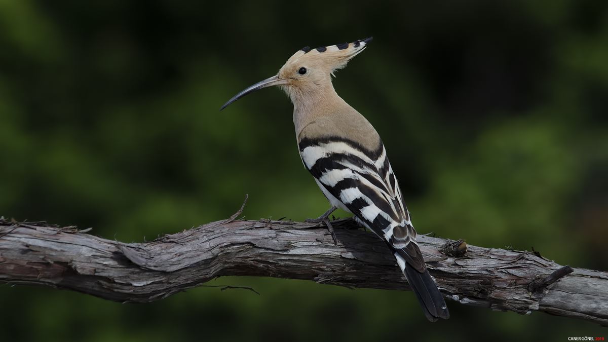 Common Hoopoe