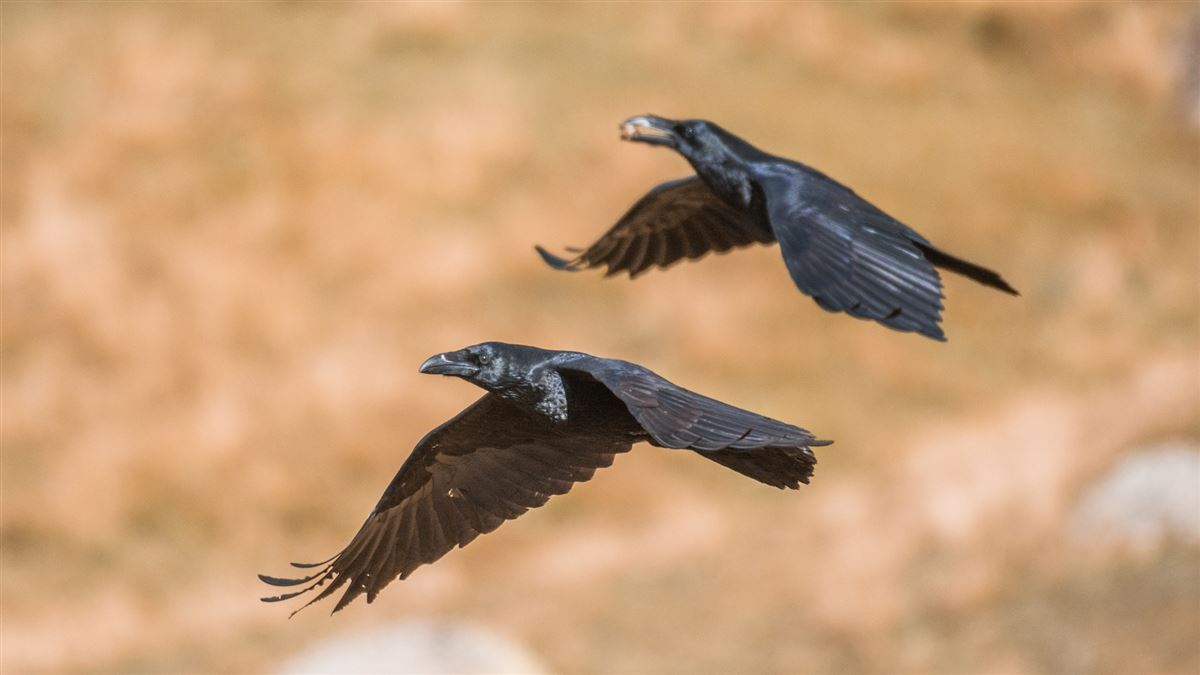 Northern Raven
