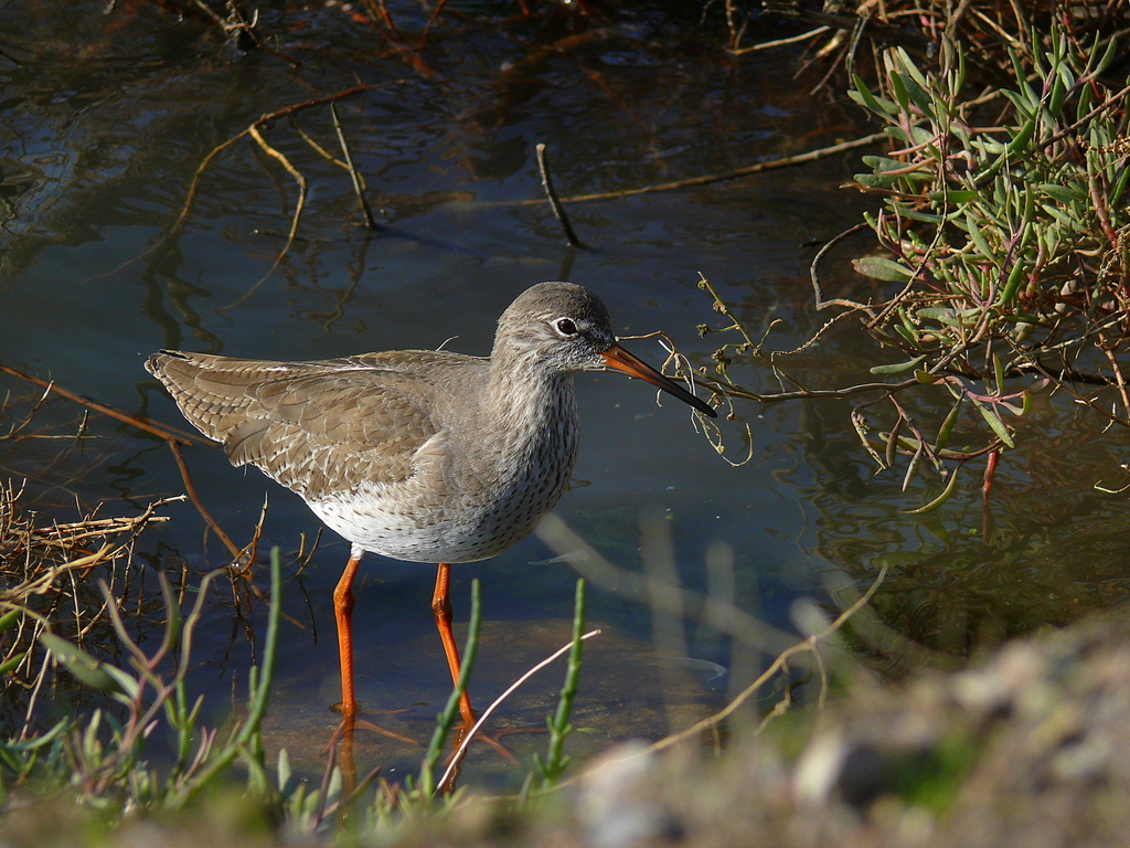 Common Redshank