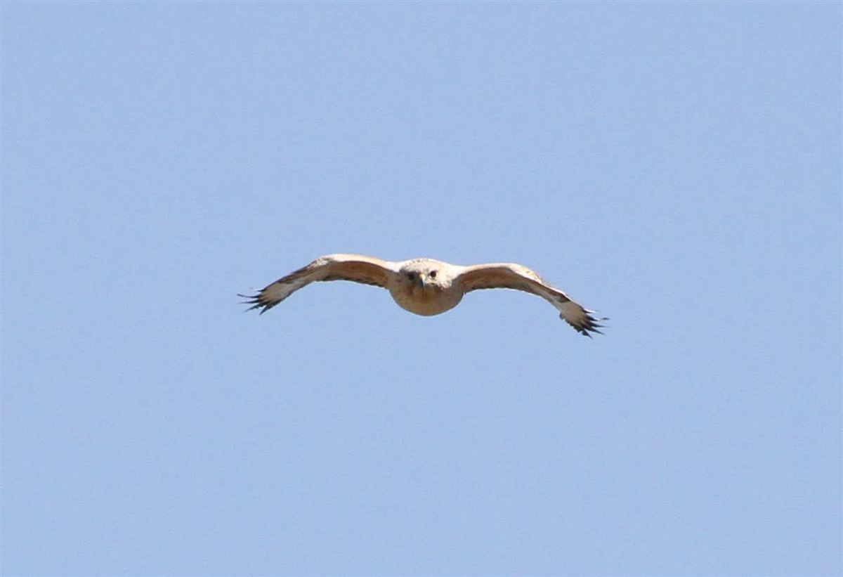 Long-legged Buzzard
