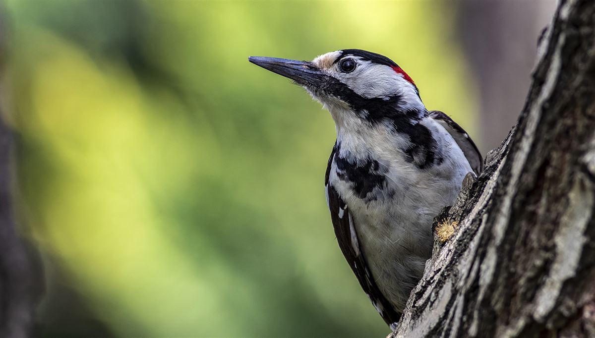 Syrian Woodpecker