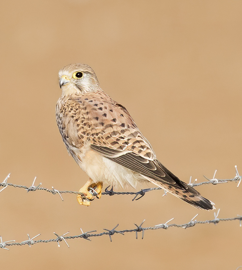 Common Kestrel
