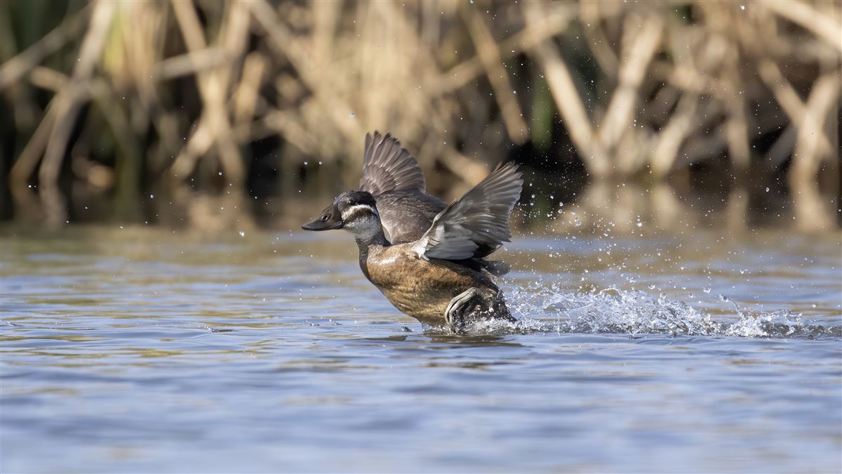 White-headed Duck