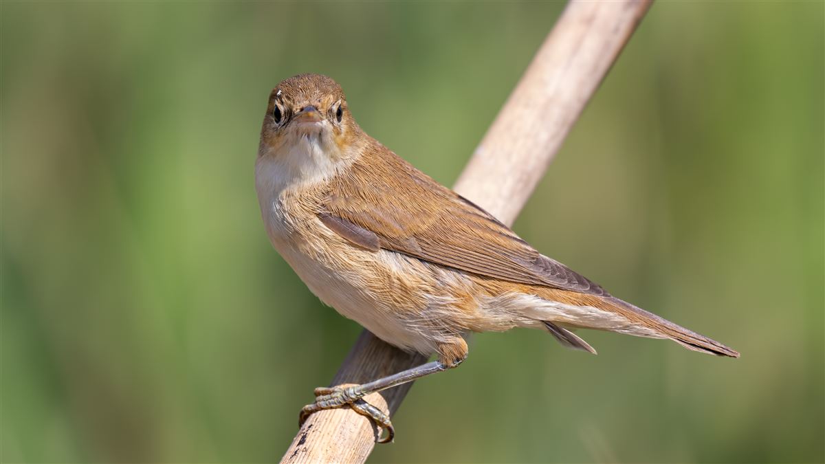 Common Reed Warbler