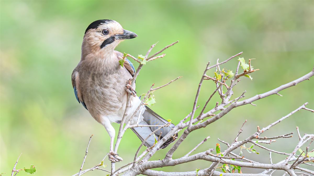 Eurasian Jay