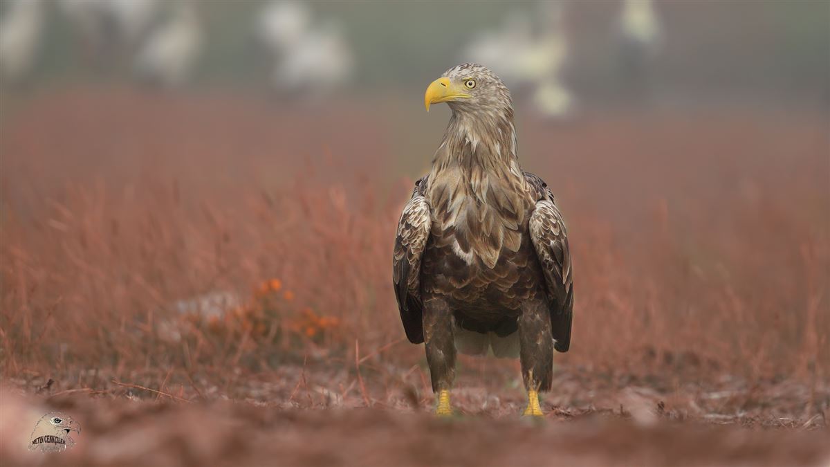 White-tailed Eagle