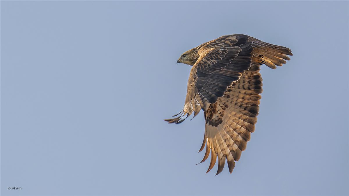 Long-legged Buzzard