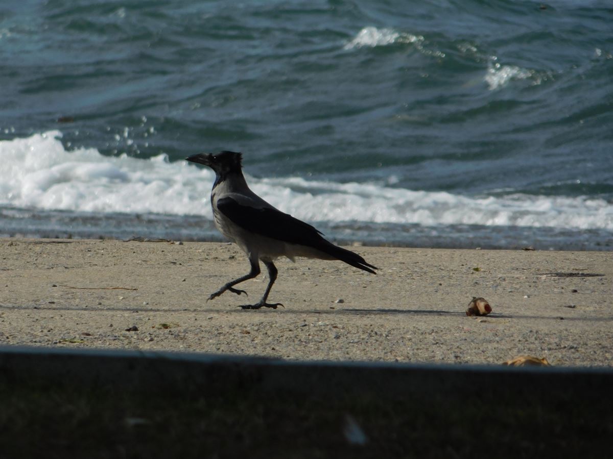 Hooded Crow