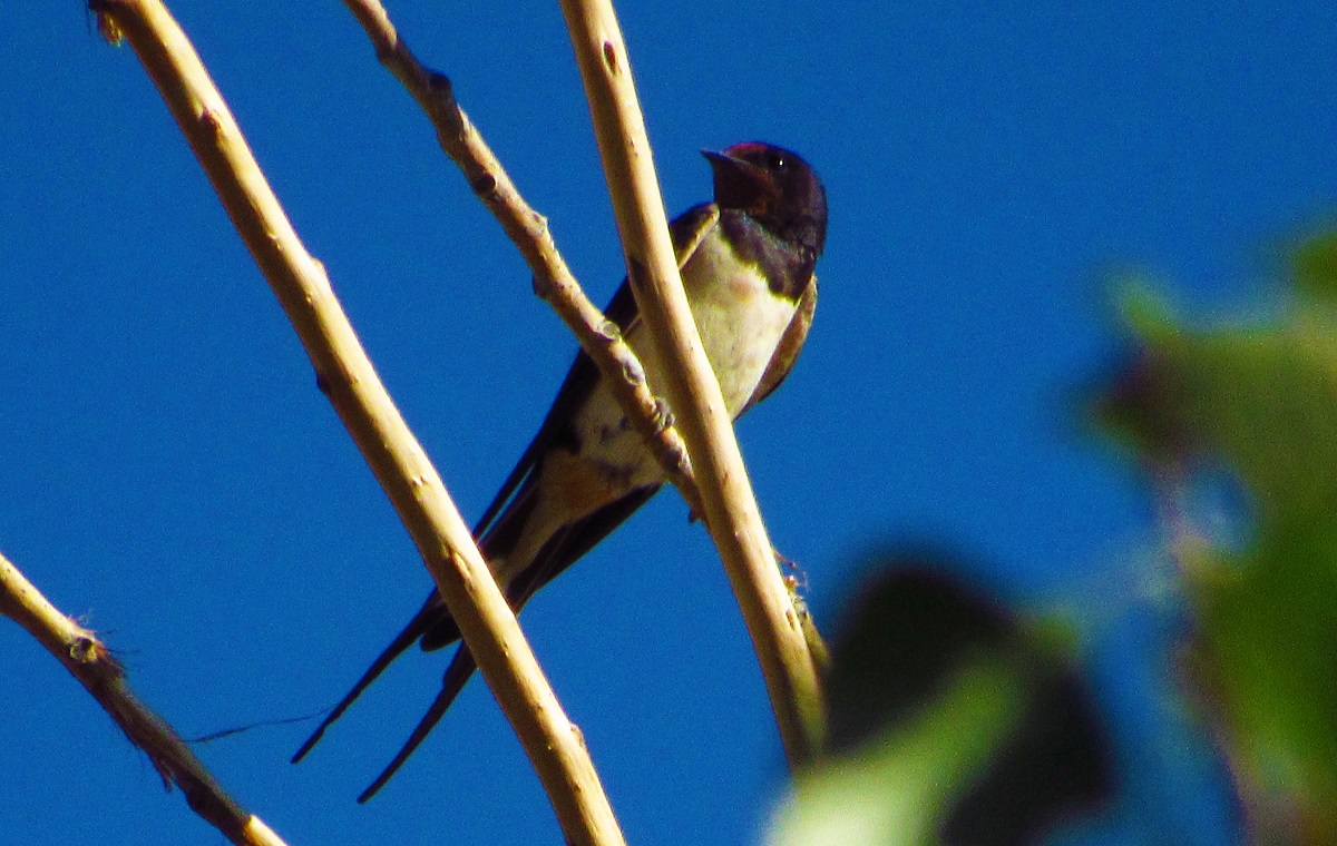 Barn Swallow