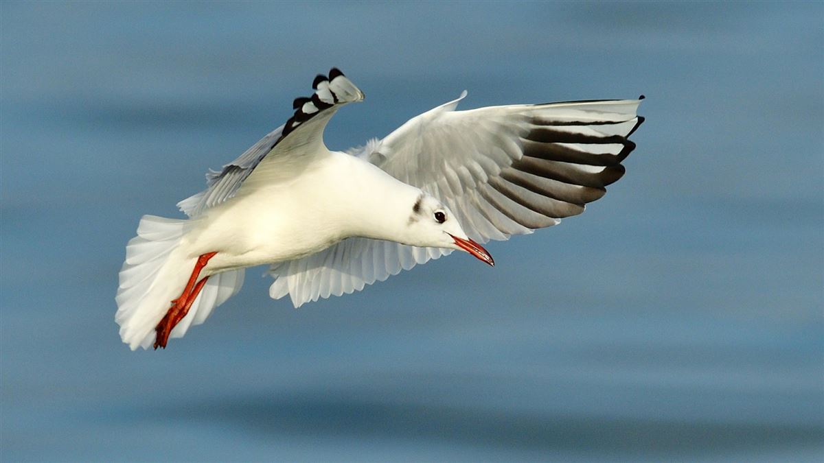Black-headed Gull