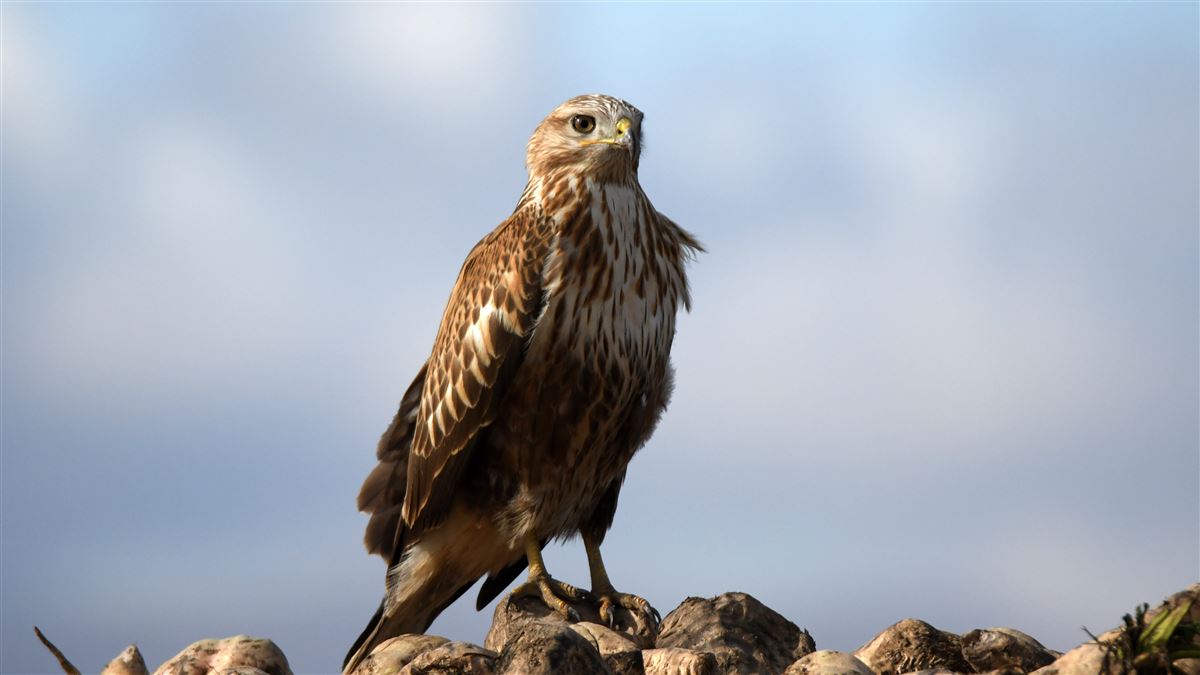 Long-legged Buzzard