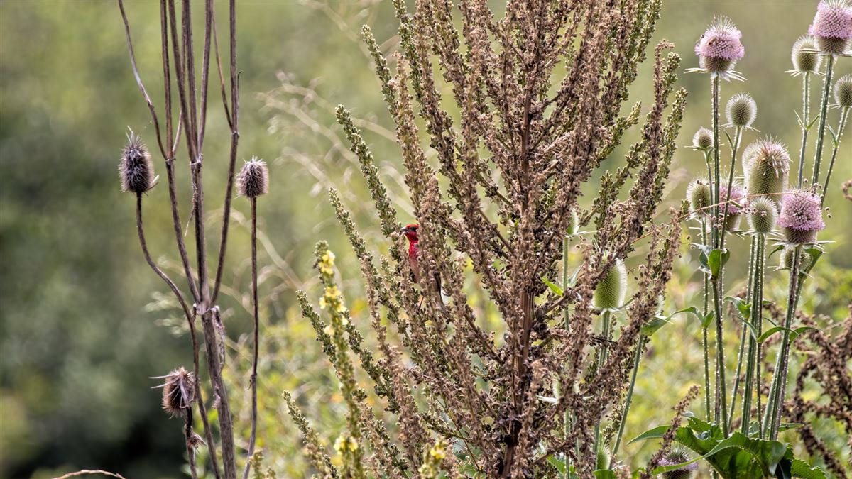 Common Rosefinch