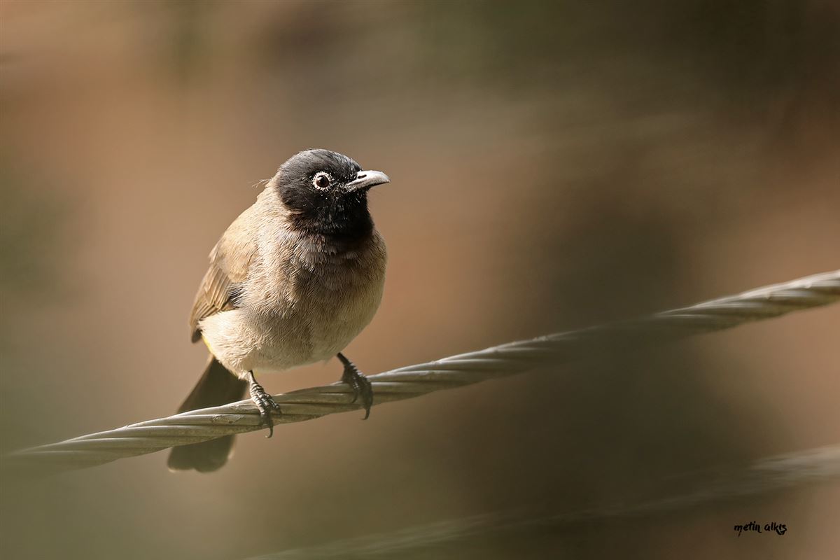 White-spectacled Bulbul