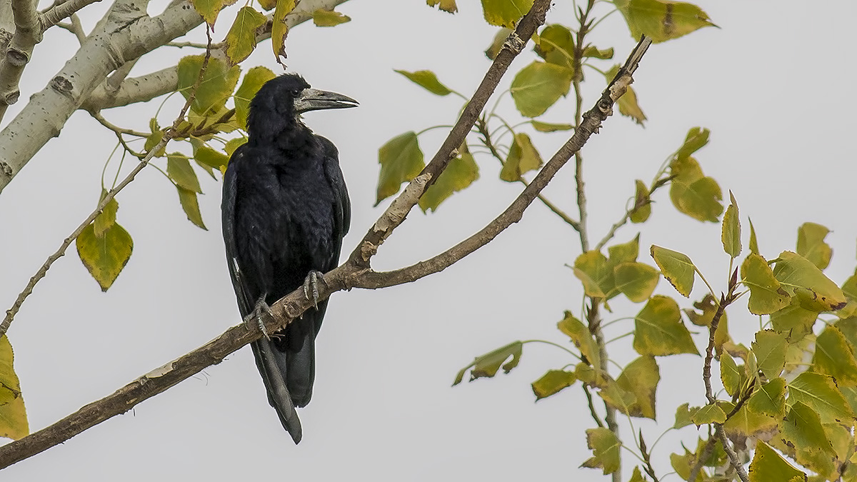 Rook