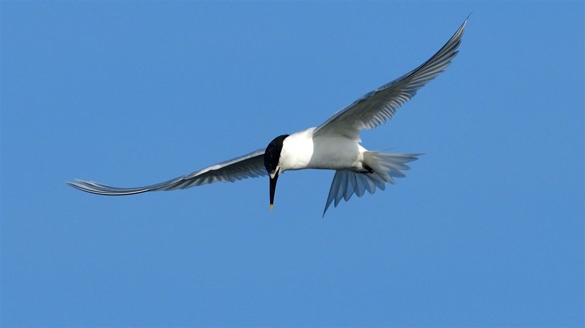 Sandwich Tern