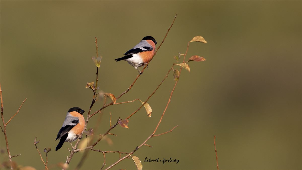 Eurasian Bullfinch