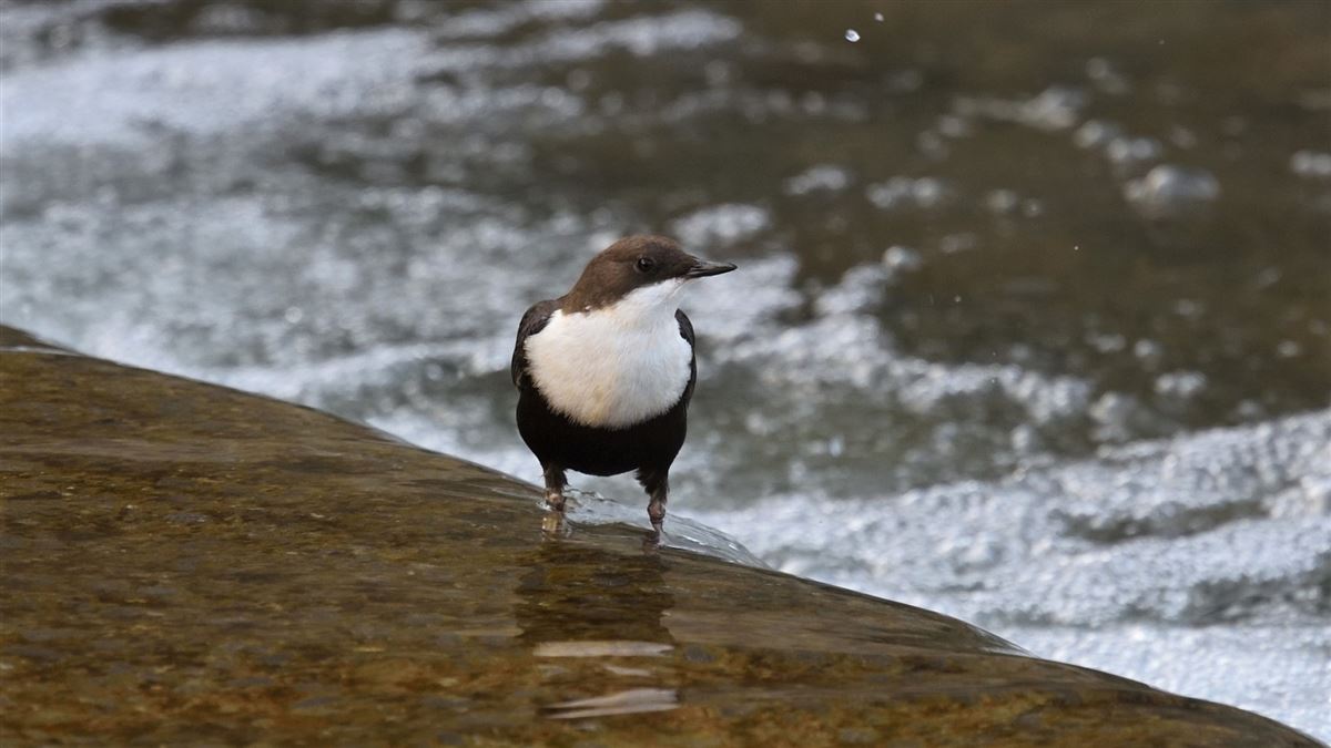 White-throated Dipper