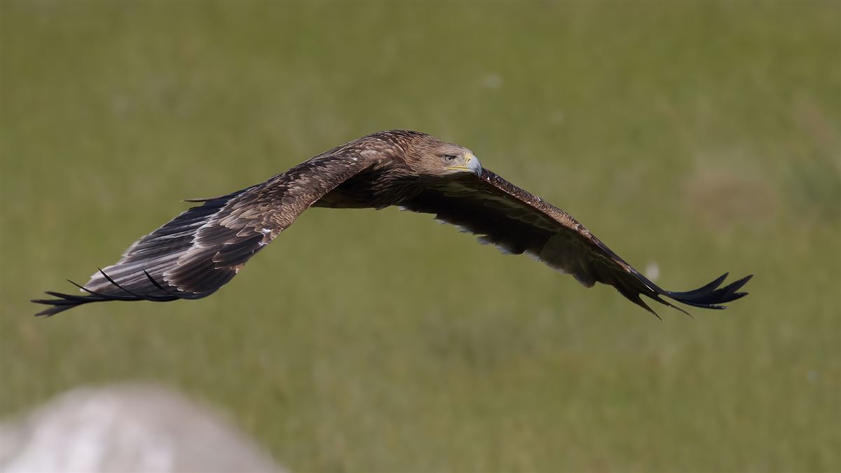 Eastern Imperial Eagle